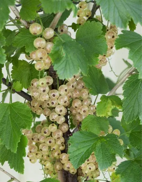 «Белый Версаль»