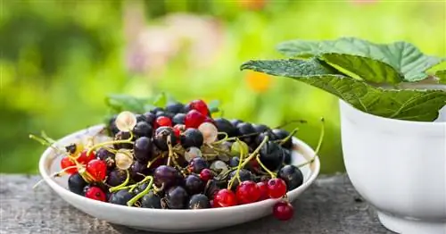 Смородина: лучшие сорта