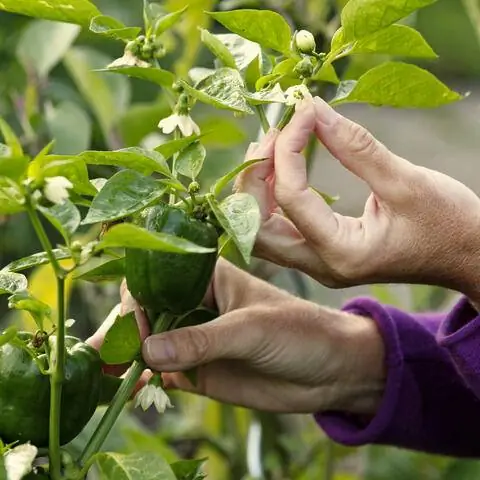 Отщипните королевские цветы от перца