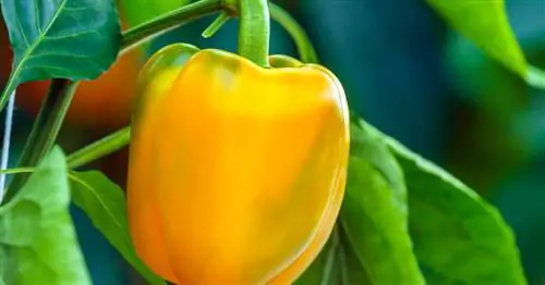 Использовать перец: есть смысл или нет?