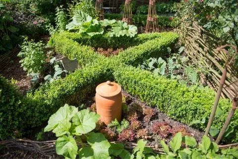 Геометрические бордюры с самшитом