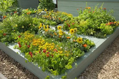 Смешанная культура в огороде