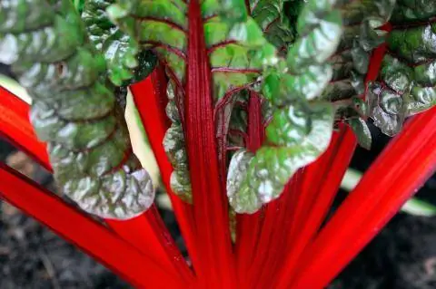 Мангольд (Beta vulgaris rhubab)