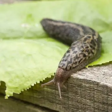 Тигровый слизень (Limax maximus)