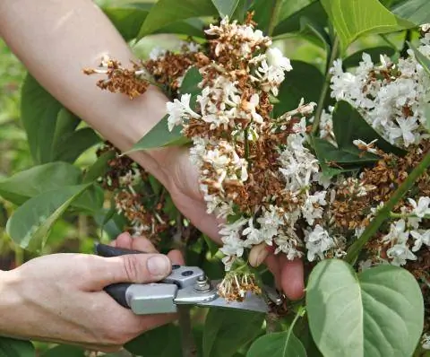 Срезать увядшие цветы