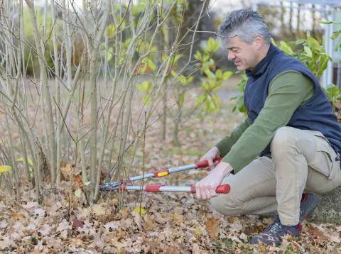 Обрежьте старые ветки