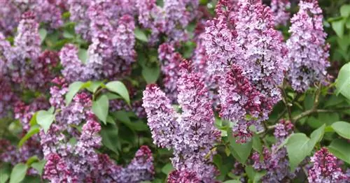 Как правильно обрезать сирень