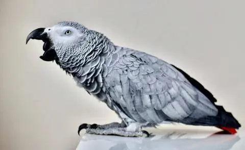 серый попугай