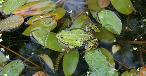 Что делать в случае шумового загрязнения от животных?