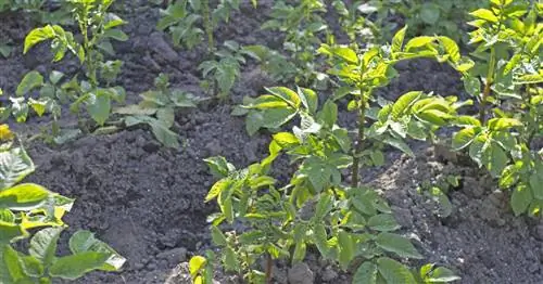 Картофель в кучу: Вот как это делается