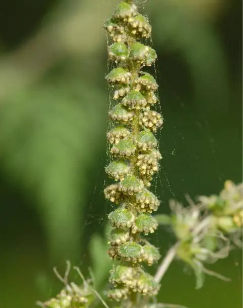 цветок амброзии