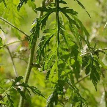 листья амброзии