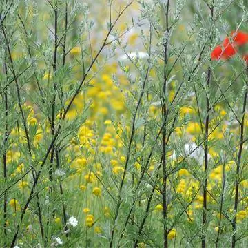 Обыкновенная полынь