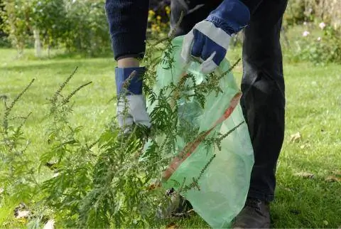 Удаляйте амброзию перчатками
