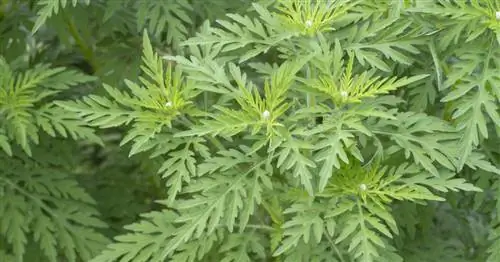 Амброзия: растение, вызывающее аллергию