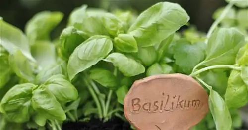 Эти травы растут в наших общественных садах