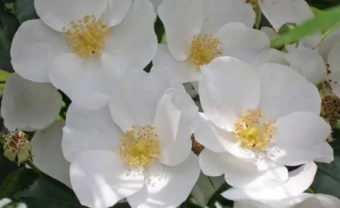 Одиночный сорт розы 'Эскимо'