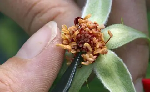 Удалить тычинки у розы