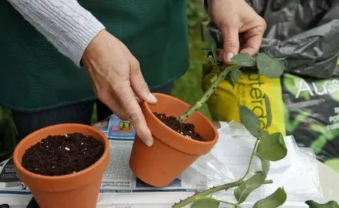 вырезка розы