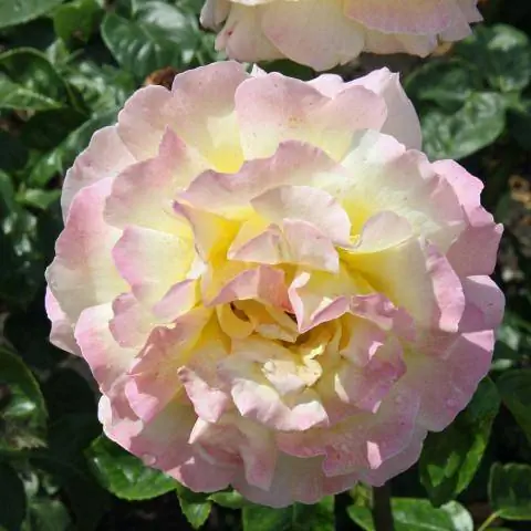 Чайно-гибридный Глория Дей