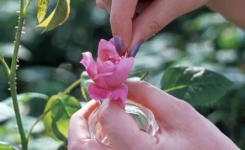 Удаление лепестков с цветка розы