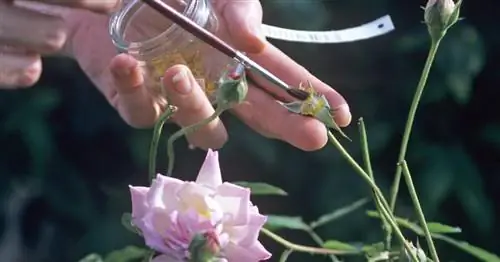 Выращивание роз: так создается новый сорт