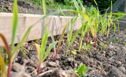 Сладкая кукуруза и ростки фасоли