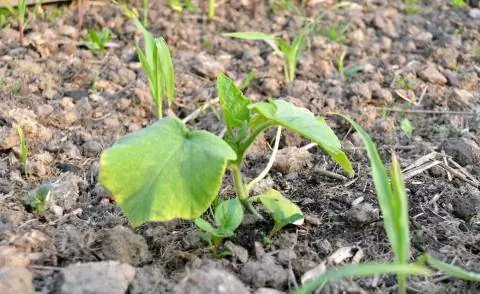 Молодое растение мускатной тыквы