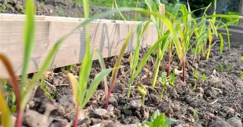 Вклад гостей: "Три сестры" - кровать Milpa в саду