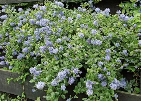 мешок цветок