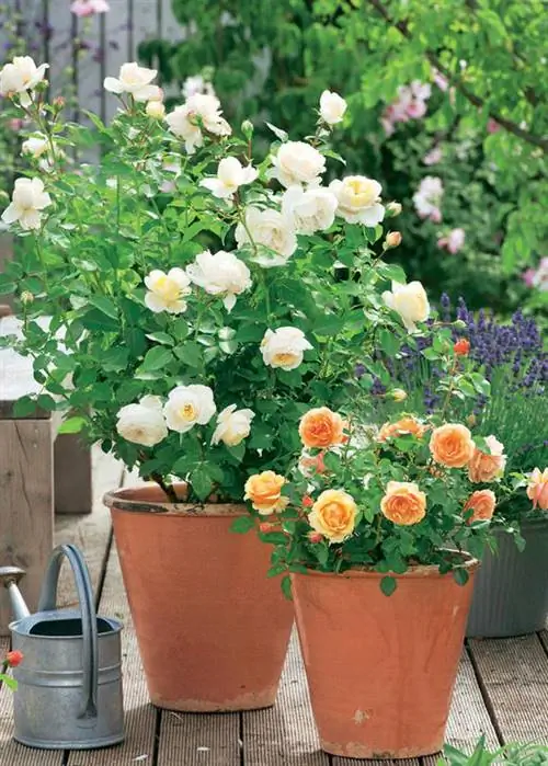 кустарник и флорибунда