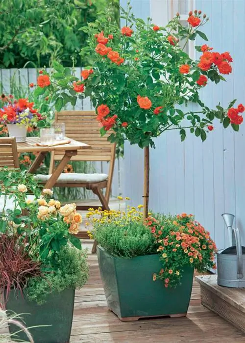 Стандартный и гибридный чай