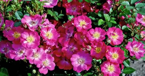 Советы по уходу за горшечными розами