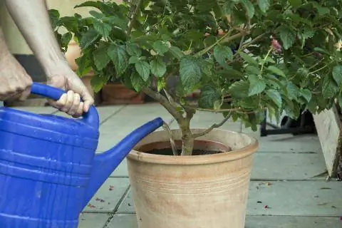 Водяные растения в горшках