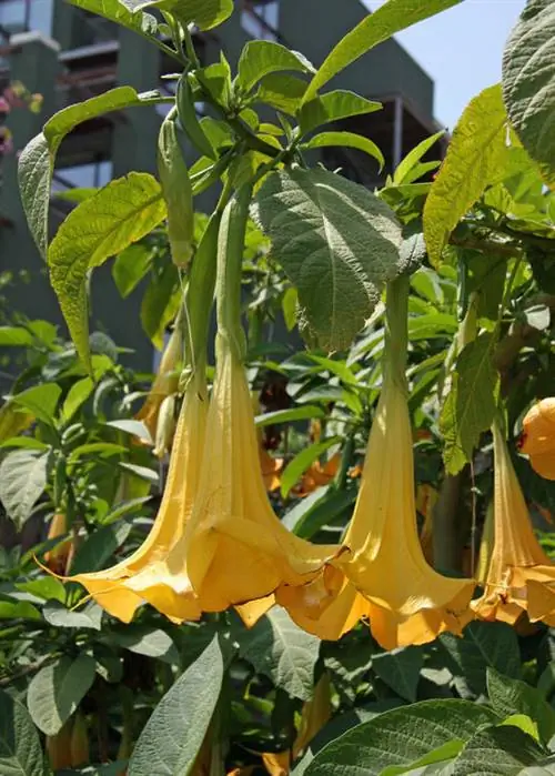 Труба ангела (бругмансия)