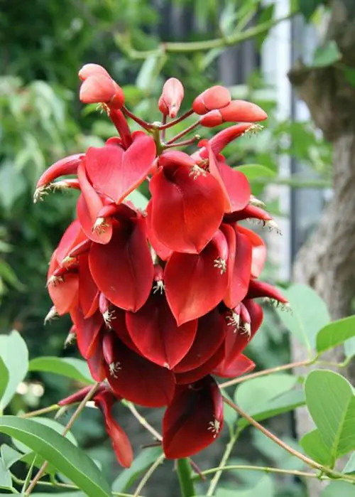 Коралловый кустарник (Erythrina)