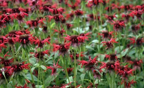Крапива индийская 'Сквау' (Monarda didyma)