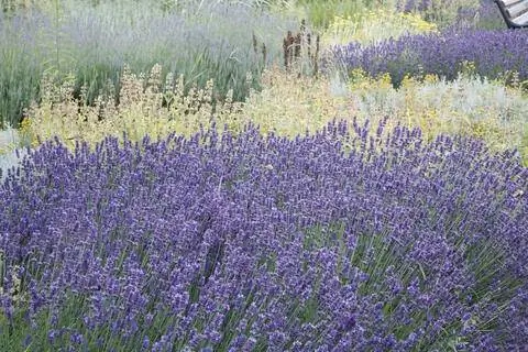 Настоящая лаванда (Lavandula angustifolia)