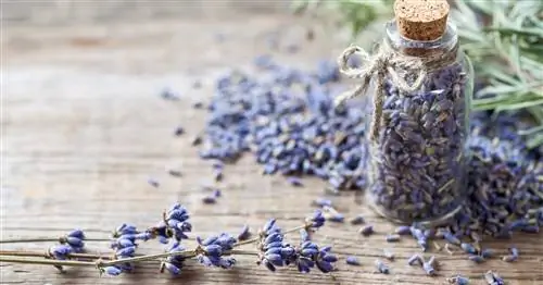 Правильно сушите лаванду