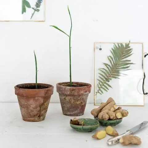 Вырастить имбирь самостоятельно