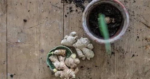 Гостевой пост: Выращивание имбиря