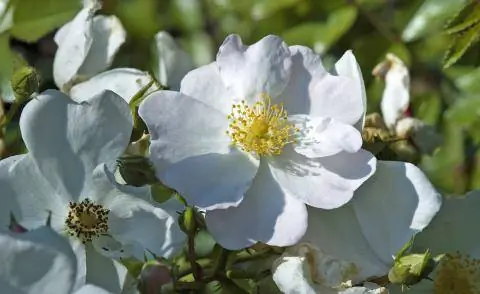 Почвопокровная роза 'Apple Blossom'