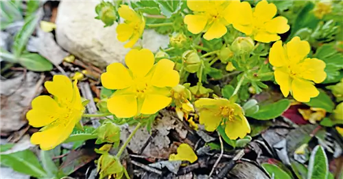 Лекарственные растения для аптечки