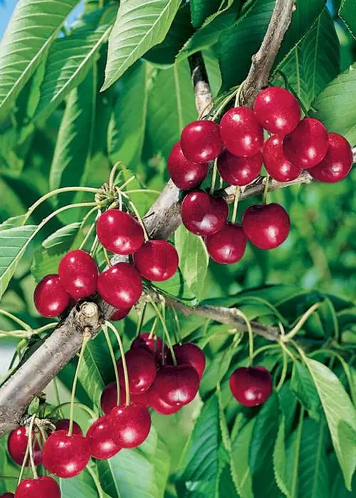 кислая вишня