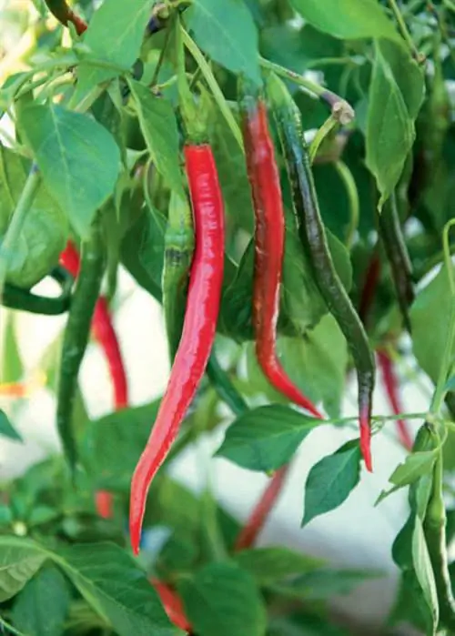 Чили "Долговязый Джон Джо"