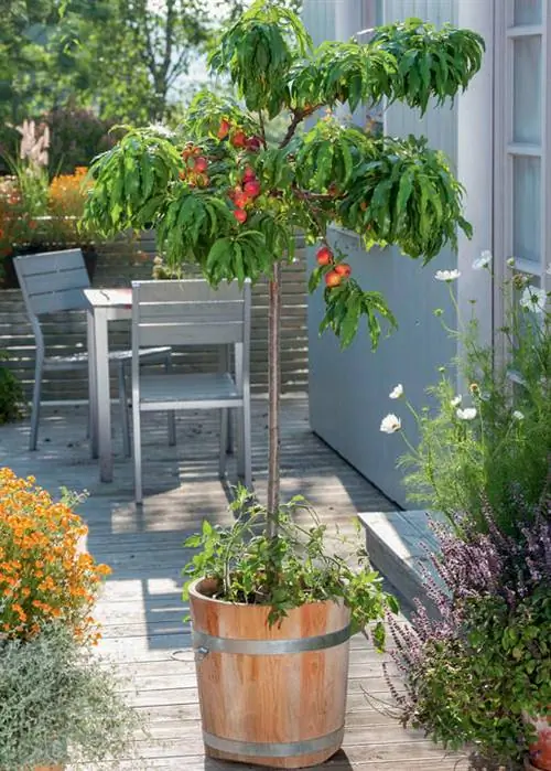 Нектариновое дерево 'Балконелла'