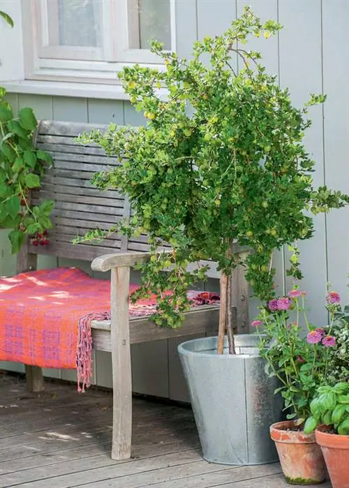 Стебли крыжовника