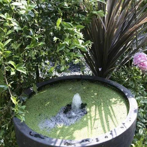 Ряска на Минском пруду