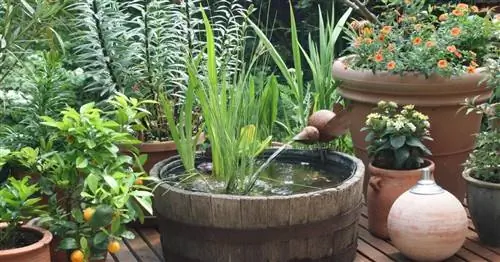 Советы по борьбе с водорослями в мини-пруде