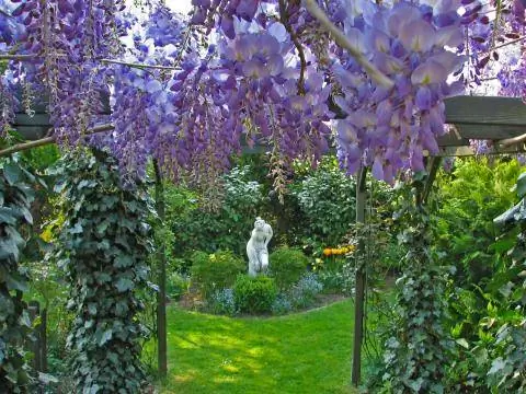 Проход с глицинией и плющом